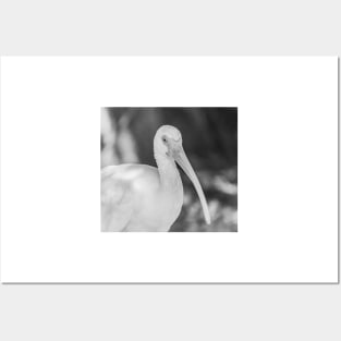 American white ibis black and white Big Posters and Art